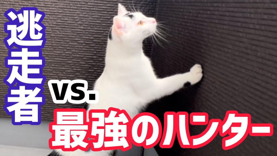 ベランダで見つけた◯◯を追いかけ回す猫ミルク！逃走者の結末が…#保護猫 #ねこ #猫のいる暮らし ＃ミルねーさん