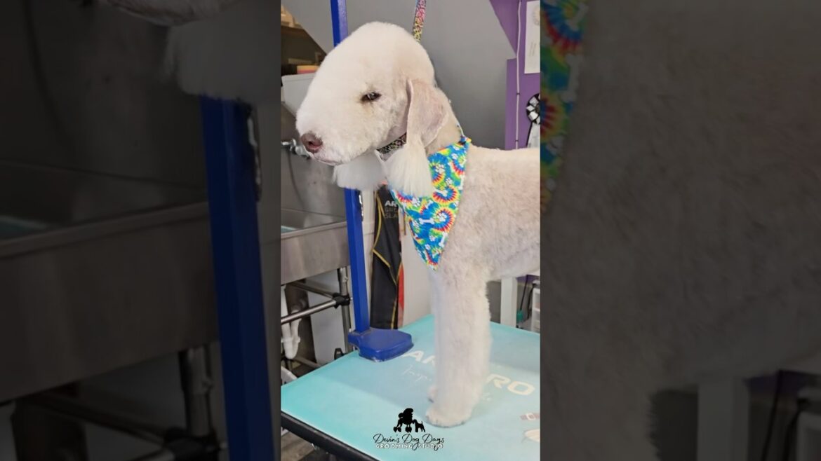 A little grooming magic to keep Leo the lovely #Bedlington looking his very best! 💈✂️🐾🦴