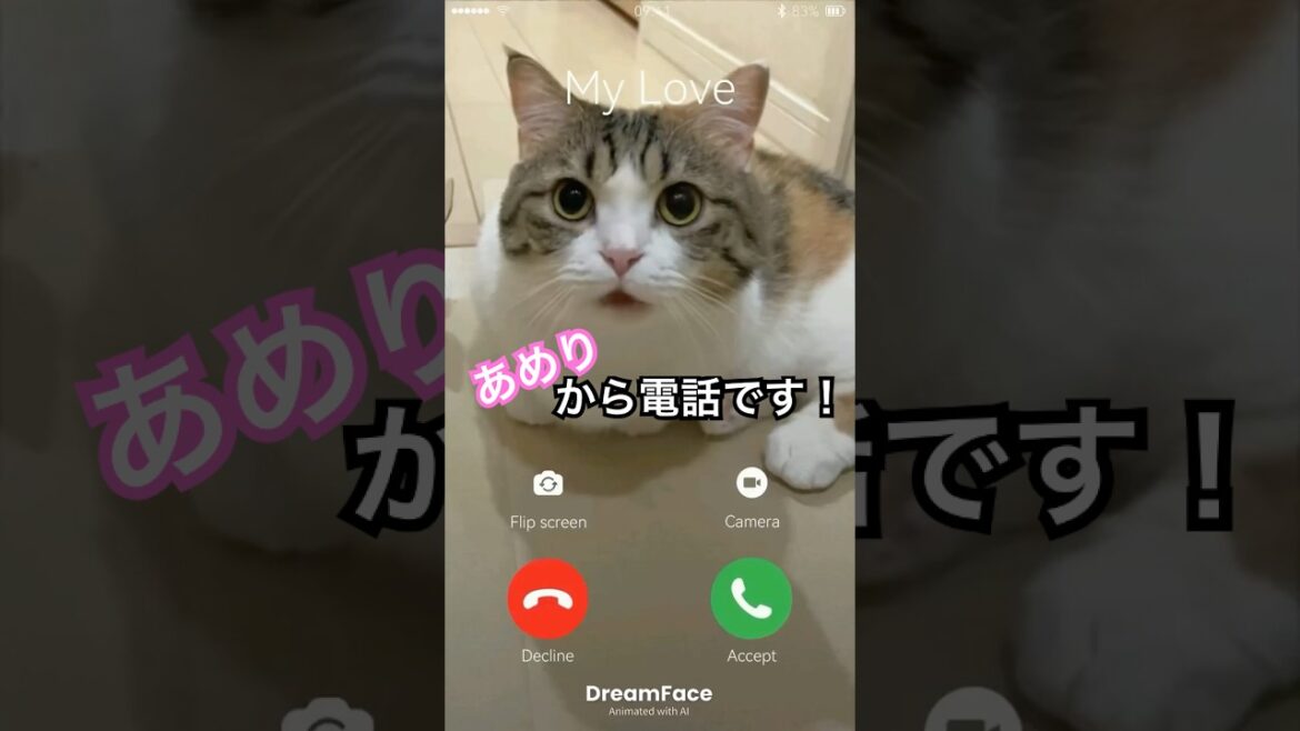 DREAM FACE 猫からのお電話 #マンチカン #shorts DREAM FACE 猫からのお電話 #マンチカン #shorts