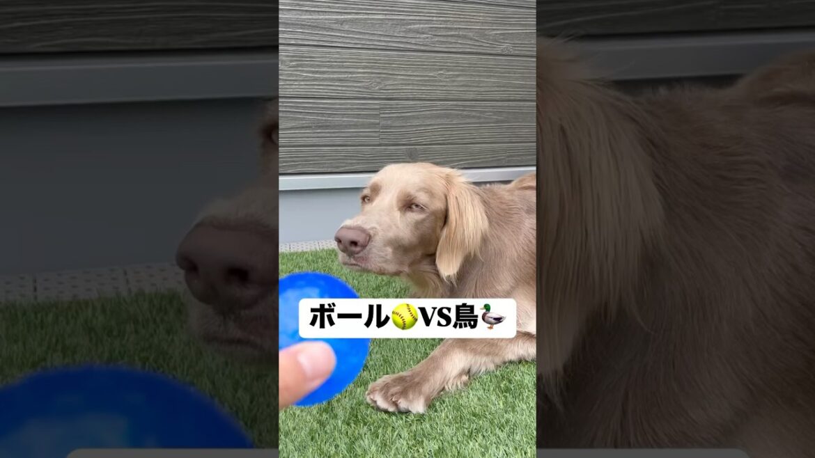 ボール＆👩🏻VS鳥！！#大型犬 #犬のいる暮らし #ワイマラナー#ワイマラナーロングヘアード #dog#wiemaraner #shorts #ボール#ルルちゃんのルンルンちゃんねる