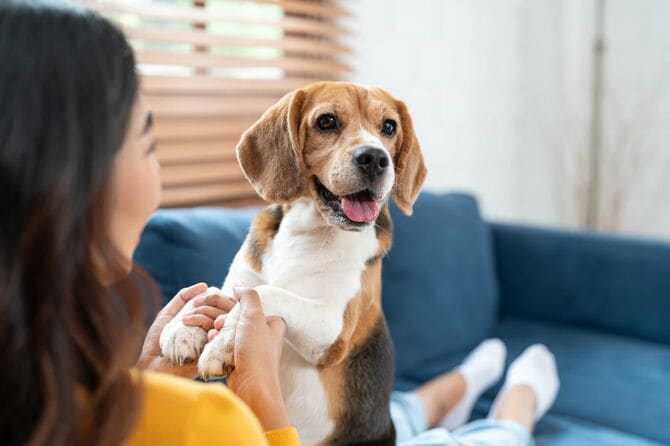 ソファでペットの犬の手を握ってほほ笑んでいる女性