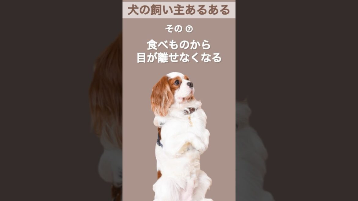 【犬の飼い主あるある】その⑦ #shorts