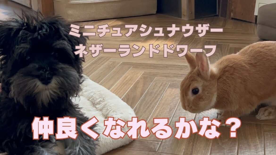 犬とうさぎ　仲良くなれるかな？ミニチュアシュナウザーとネザーランドドワーフの日常スタート！