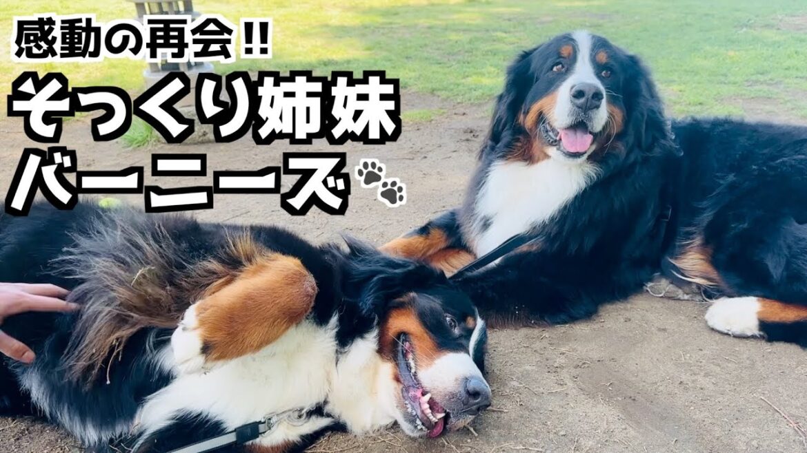 そっくり姉妹のバーニーズ‼️横浜でランチ＆楽しいお散歩🐾