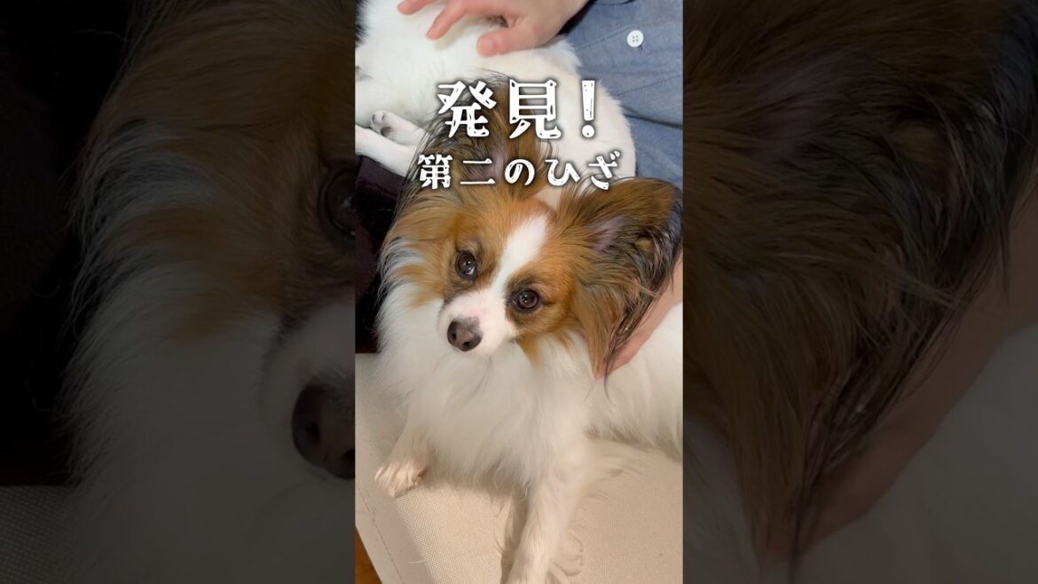 発見！第二のひざ　 #パピヨン #papillon #可愛い　#子犬お迎え