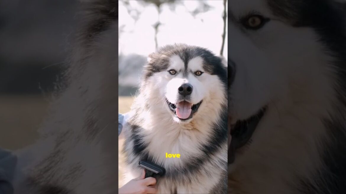 Top 3 Dogs That Look Just Like Wolves 🐺#shorts #huskies #malamute #wolfdog