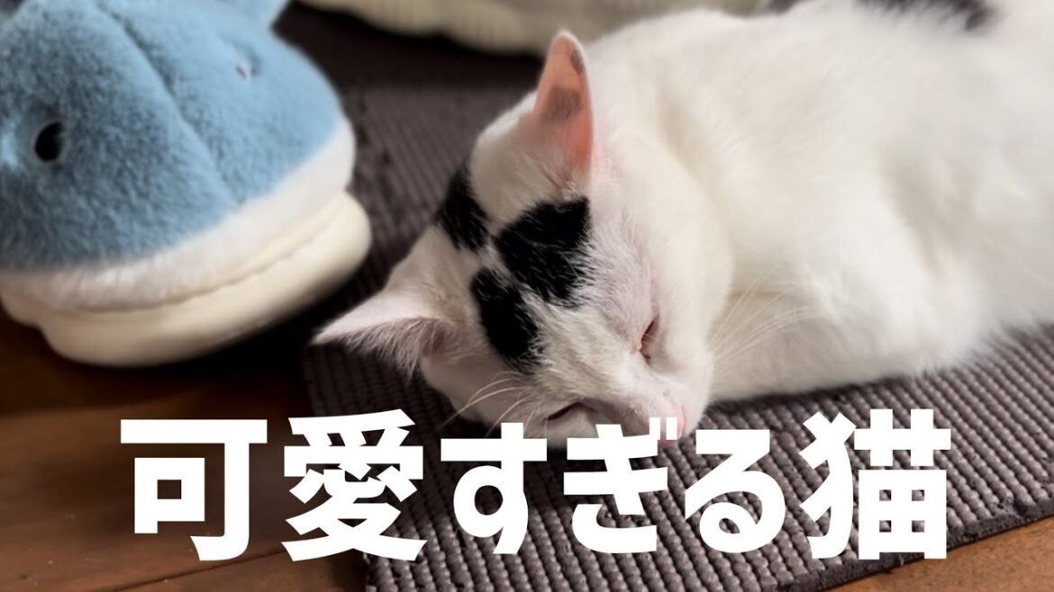 猫の足ふみすみ可愛すぎて癒された。#保護猫 #ねこ #猫のいる暮らし #ミルねーさん 猫の足ふみすみ可愛すぎて癒された。#保護猫 #ねこ #猫のいる暮らし #ミルねーさん