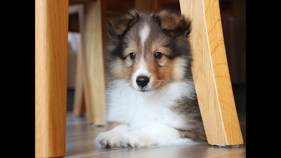 【子犬販売情報】シェットランドシープドッグ（シェルティー）、ID20250321002