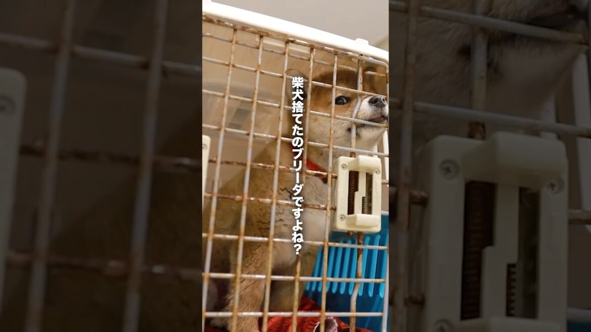 犬を捨てるな #ピースワンコ #柴犬 #犬