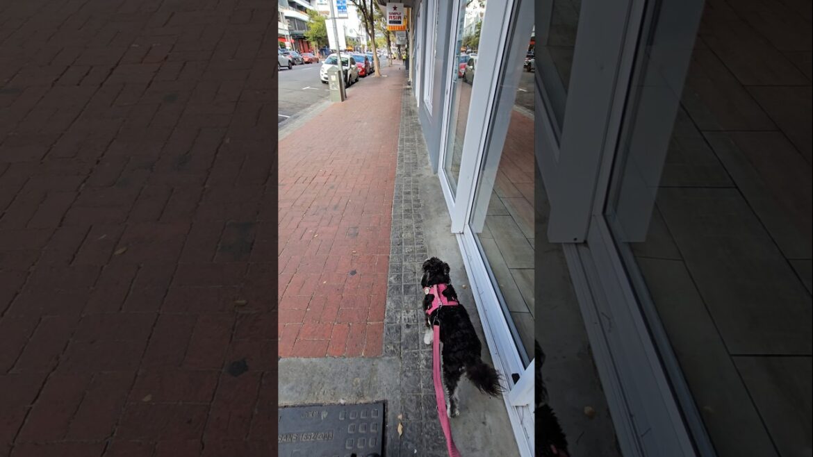 Miniature Schnauzer Owning The Pavement