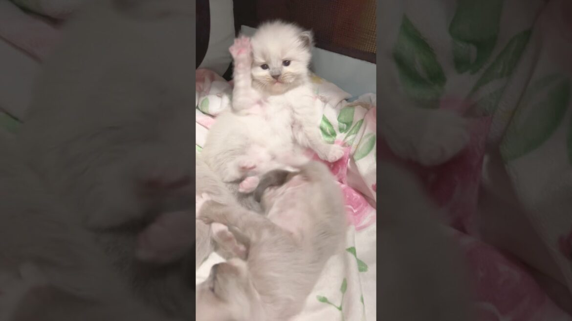 💓赤ちゃんラグドール姉弟のちょっとしたケンカ #子猫 #ラグドール #猫