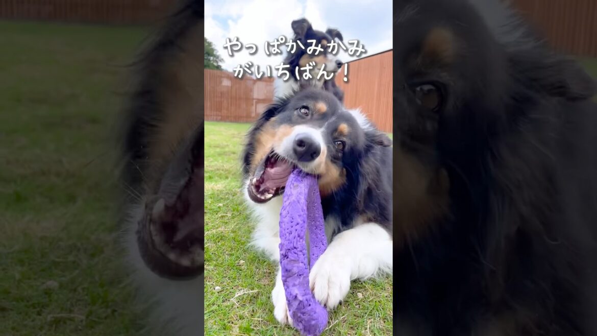 プラー遊びを極めた犬 #オーストラリアンシェパード #犬のいる暮らし