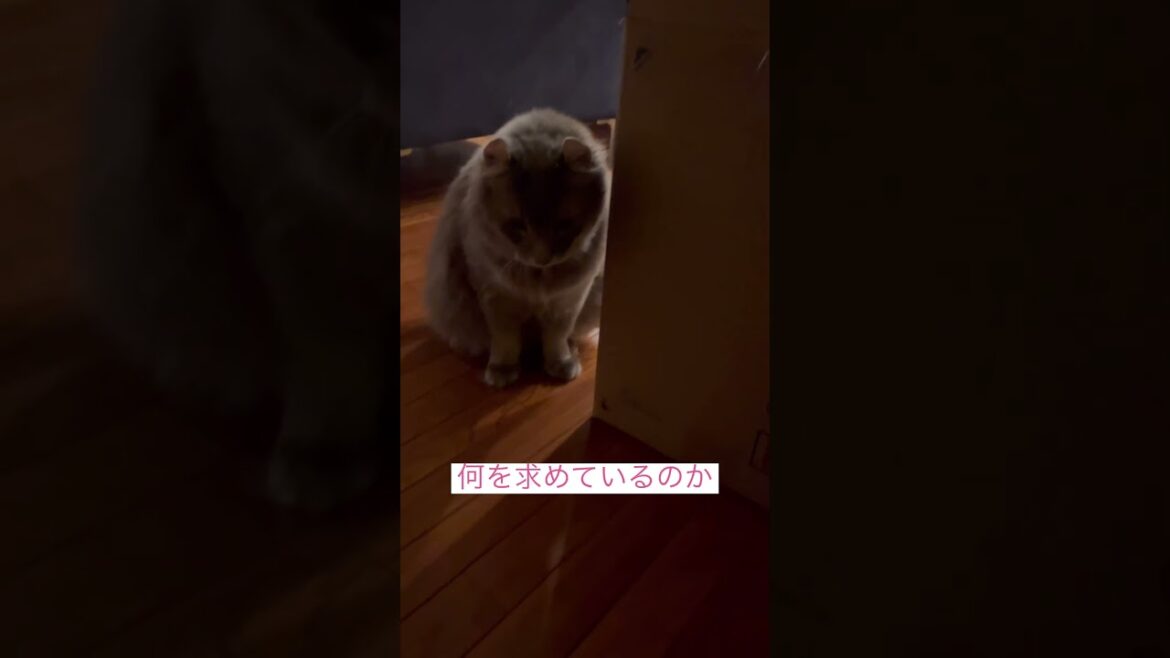猫は見た #ねこ動画 #アメリカンカール #猫のいる暮らし