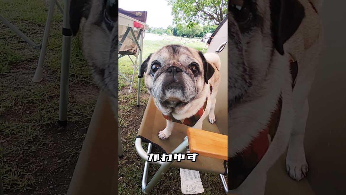 六ツ矢崎浜オートキャンプ場にパグのくんぺいと一年ぶりに来たら雨男がいた。#shorts