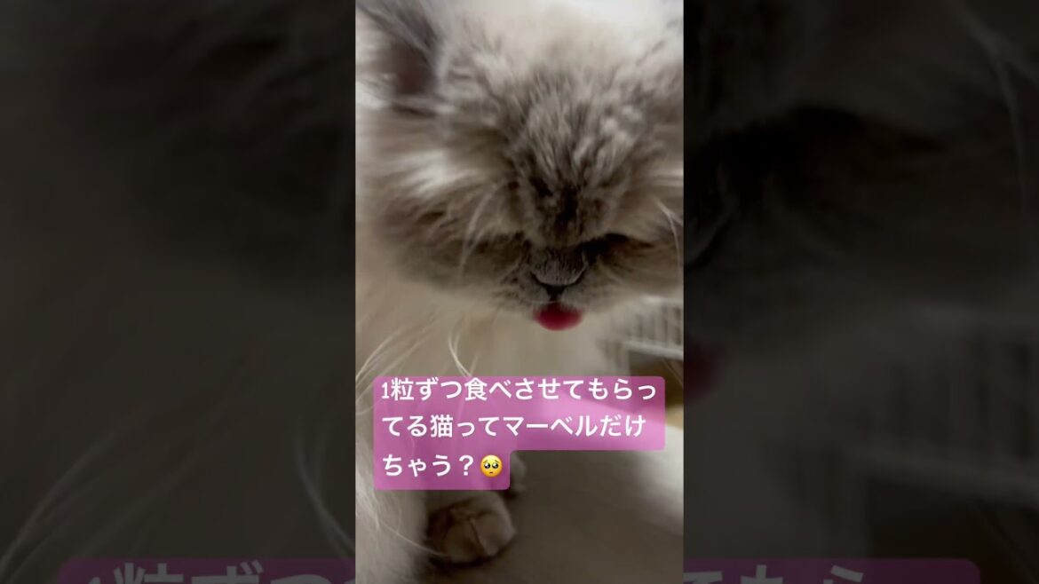 甘やかされてるヒマラヤンのマーベル🐈🐾 #cat #猫のいる暮らし #猫好きさんと繋がりたい #元気になる動画 #shorts