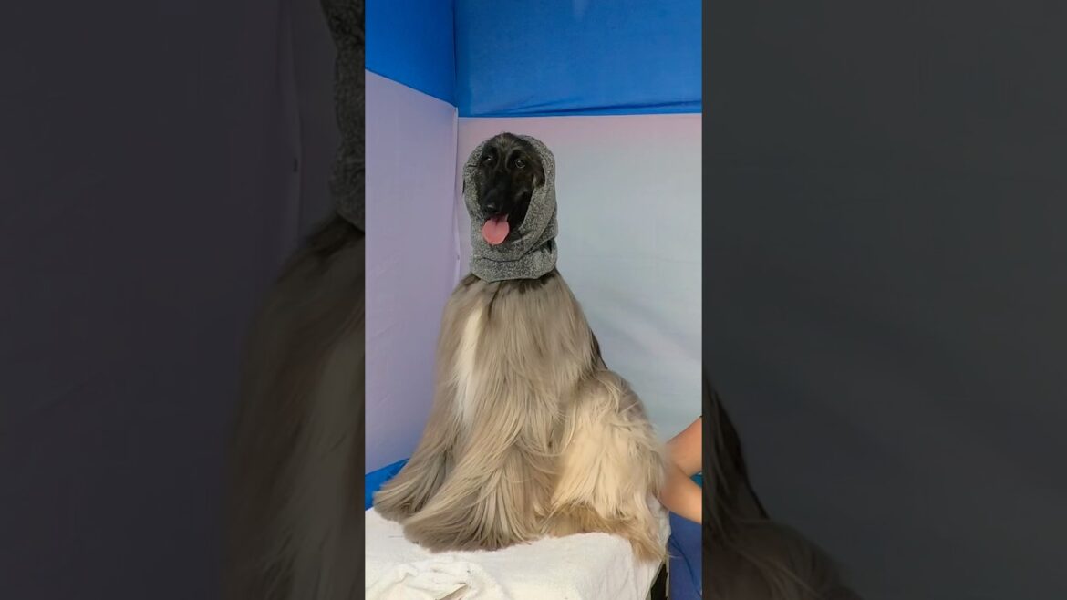 Afghan Hound In Calcutta Dog Show❤️ #shortsyt #afghanhound #viralvideo #viralshorts #trendingnow