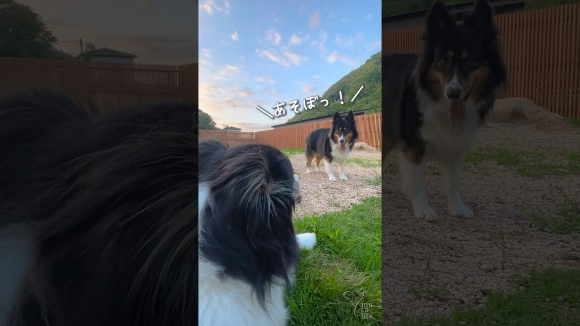 お庭で過ごす姉妹犬が可愛い #ボーダーコリー #オーストラリアンシェパード #dog