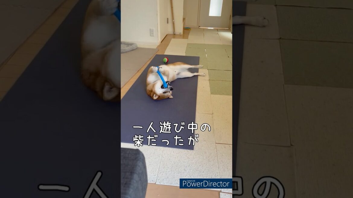 【靴下ラブ】スキあり！豆柴アオと柴犬委員会  mameshiba AO & shiba inu committee #Shorts#柴犬 #豆柴#愛犬 #癒し#柴犬のいる生活