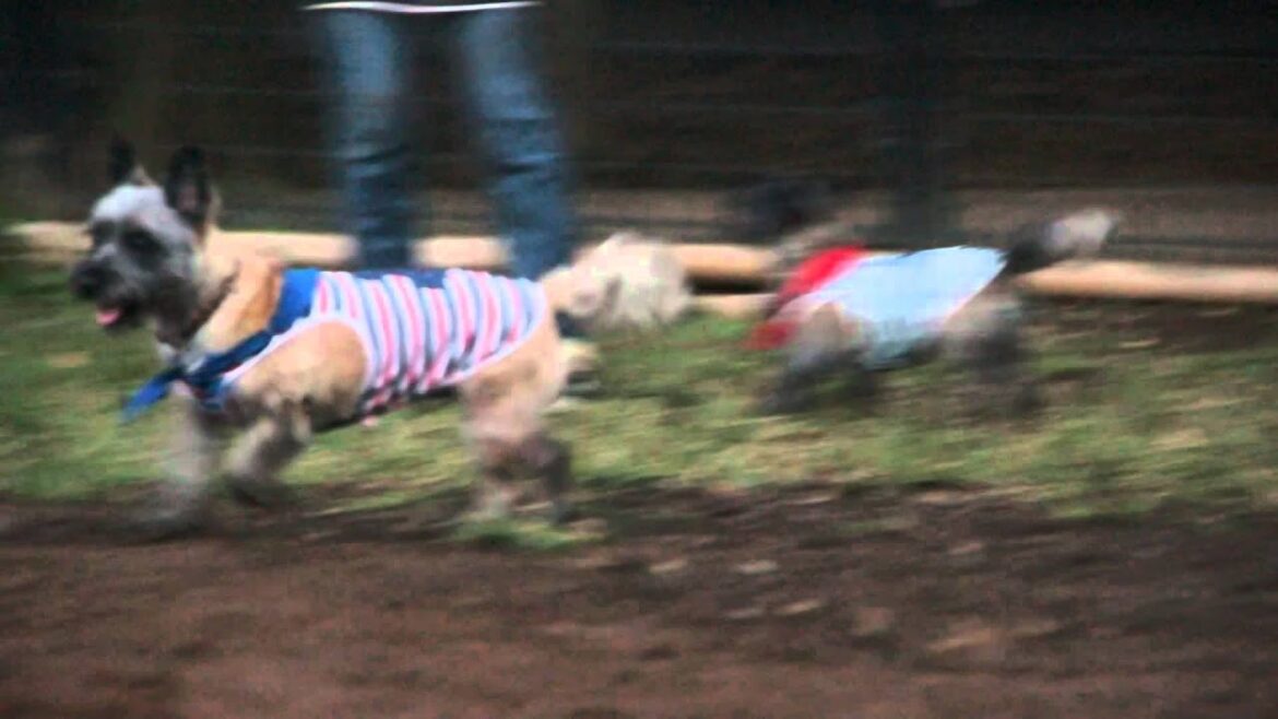 ケアンテリアのはなごん、ボールが好き過ぎて…