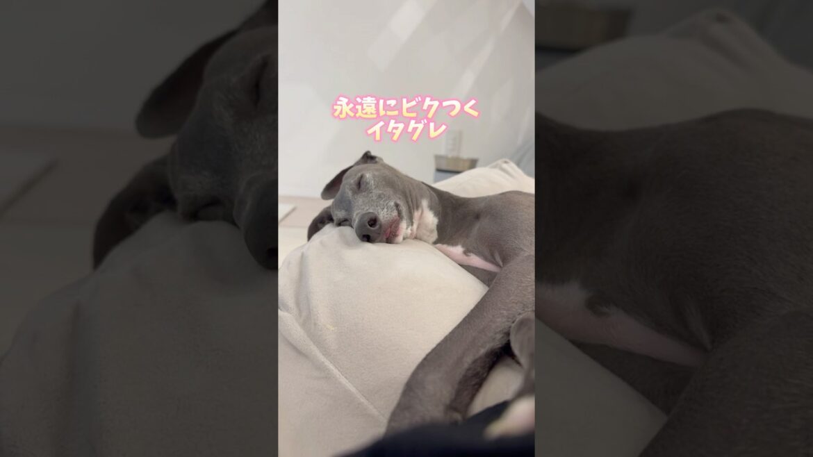 #イタグレ #犬のいる生活 #dog #イタリアングレーハウンド #いぬ #ig