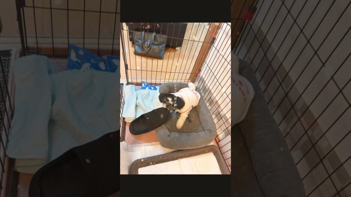 この幸せがずっと続きます様に✨　　　#犬好きさんと繋がりたい #犬のいる生活 #puppy #狆 #ペキニーズ #マルックス #愛犬 #family #dog #cute