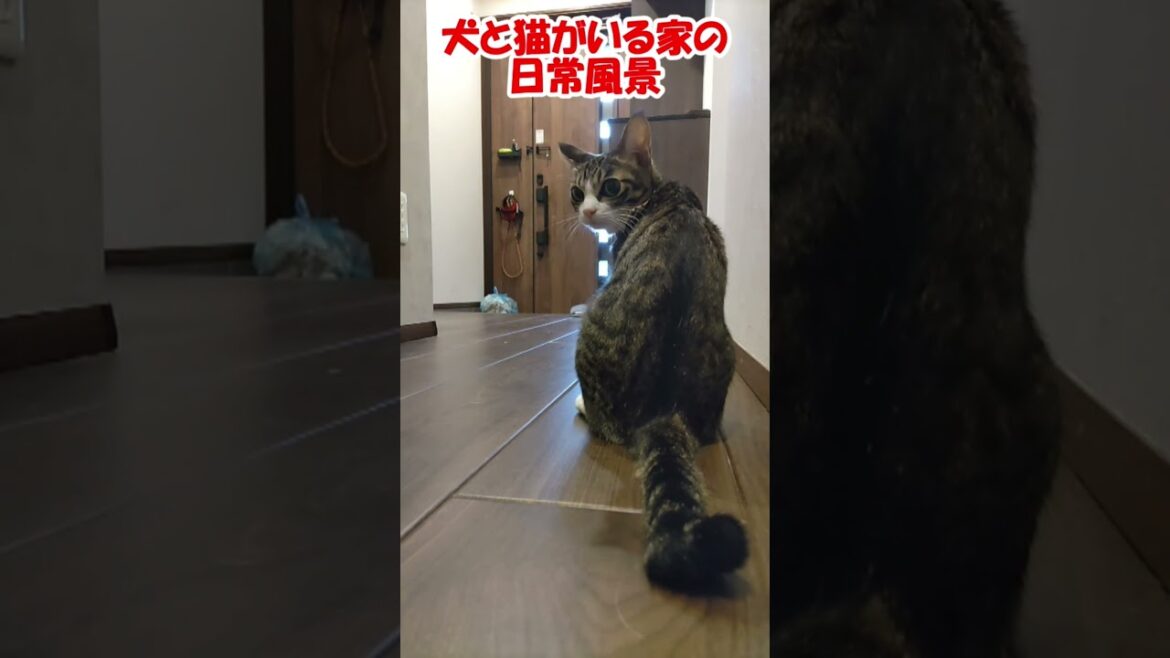 犬と猫がいる家の日常風景 #保護猫 #コーイケルホンディエ