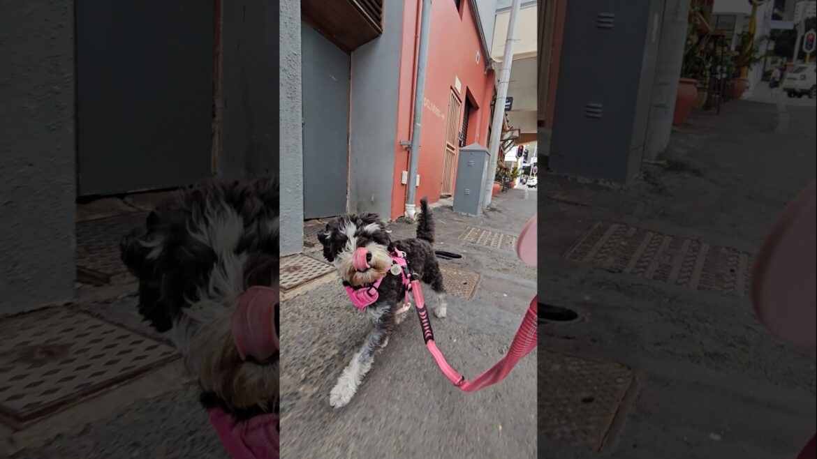 Miniature Schnauzer Suddenly Stops