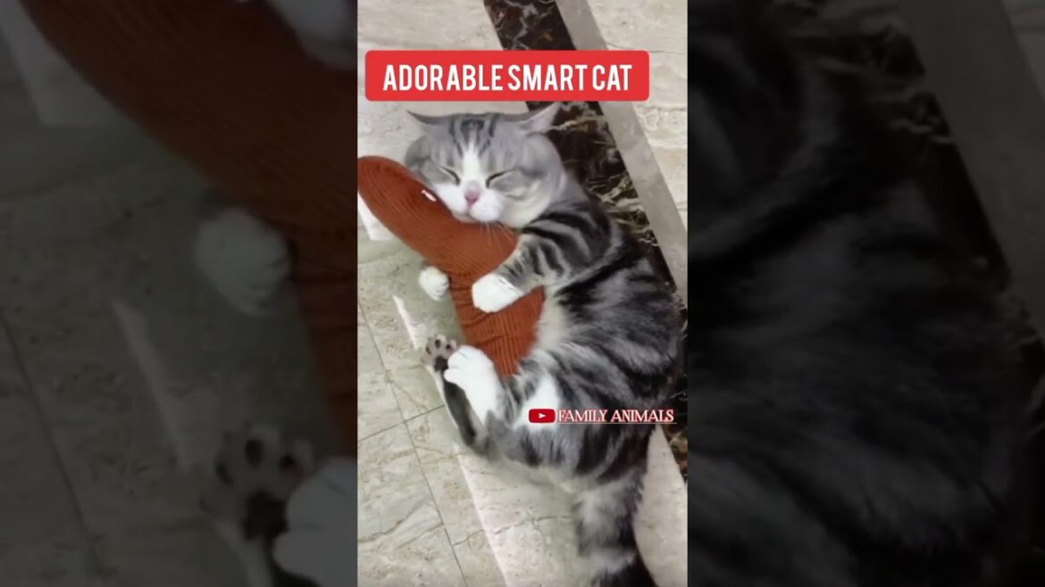 KUCING BERANTEM SANGAT LUCU#shorts