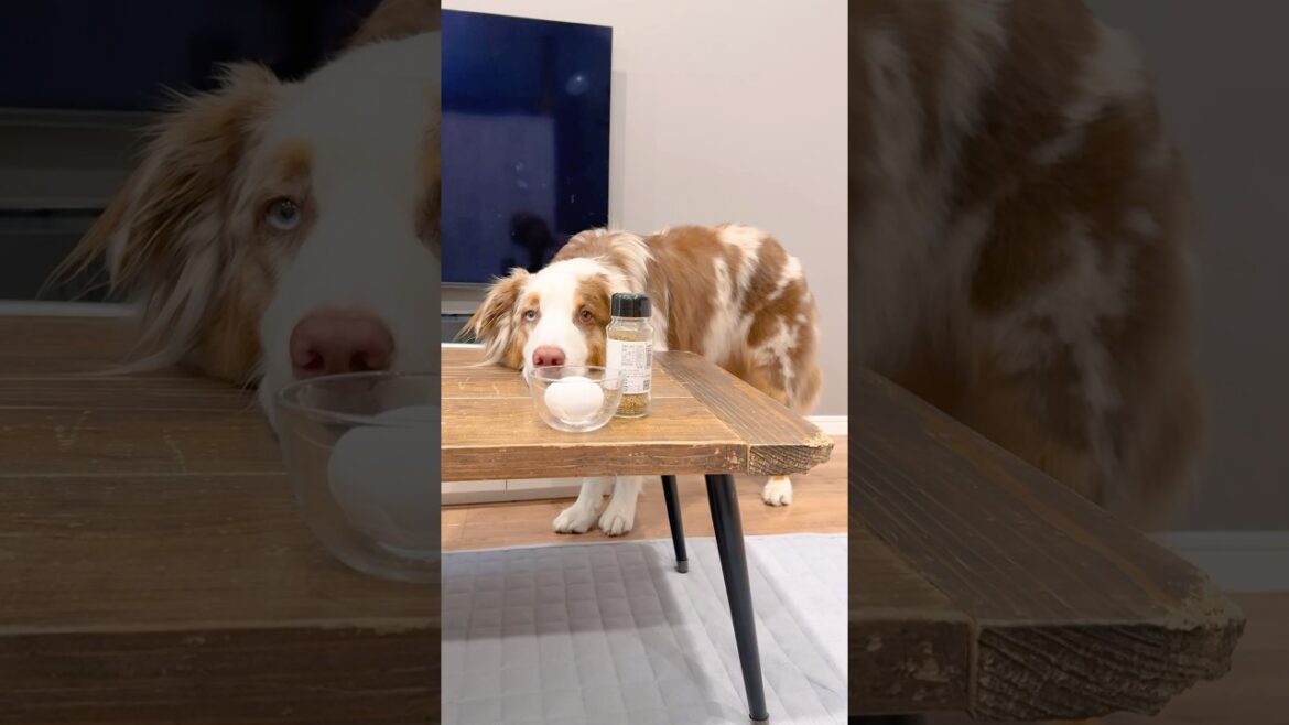 ゆで卵がどうしても食べたい犬のアピールが可愛すぎる😂🥚【オーストラリアンシェパード】#shorts