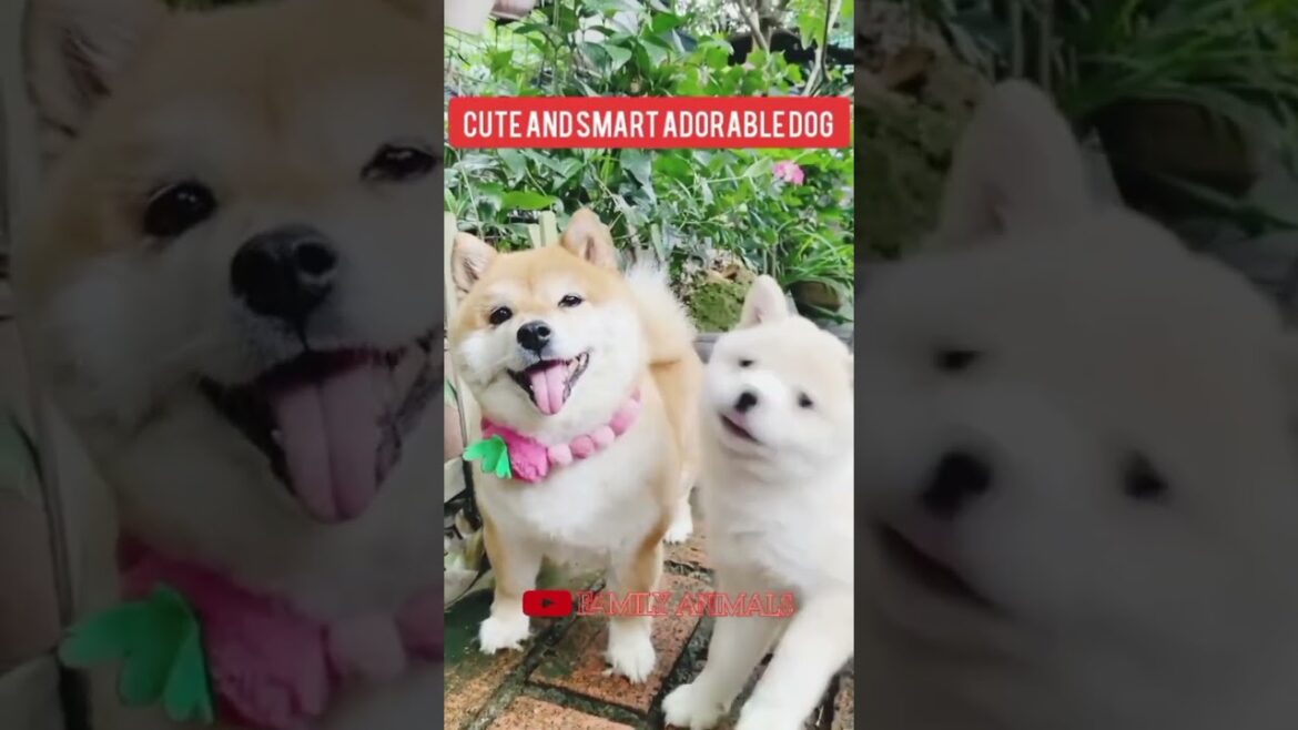 ANJING PINTAR#shorts