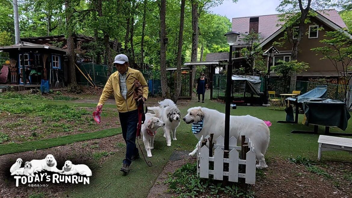 ワチャワチャしててなかなか出発しないアランとベルとリリーです　Great Pyrenees　グレートピレニーズ