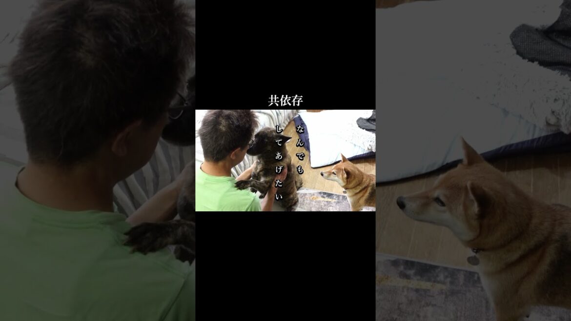 お互いがなくてはならない存在になってる柴犬と甲斐犬　#甲斐犬 #柴犬 #youtubeshorts