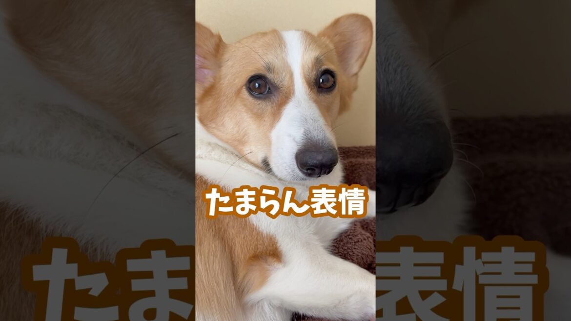 【昇天】頭をなでられるとうっとりしちゃう犬 #コーギー #ちくわ #shorts