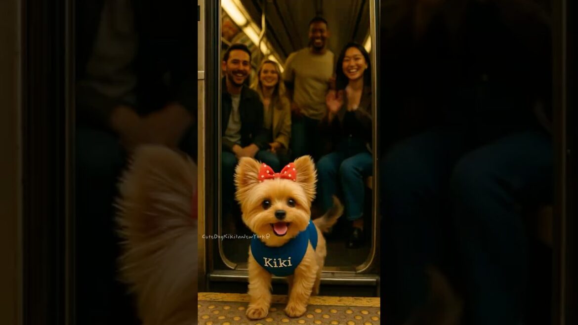 Cute dog Kiki tries to ride the MTA subway alone in NYC! 🚇🐶 #cuteanimals #hearttouching #cutedog