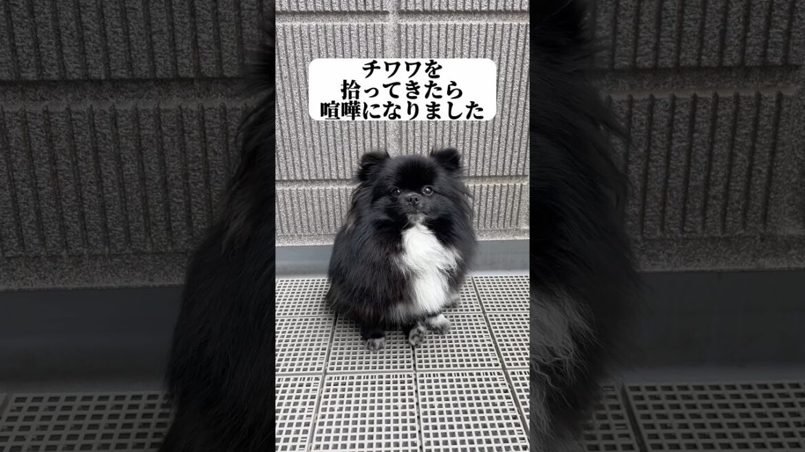 チワワを拾ってきたら喧嘩になりました