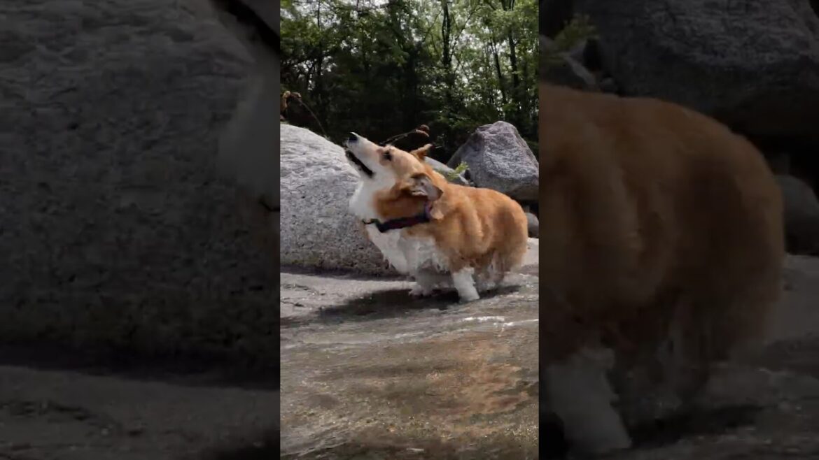 嬉しそうにブルブルするコーギー / A corgi happily shaking itself. #コーギー #corgi #サクラ