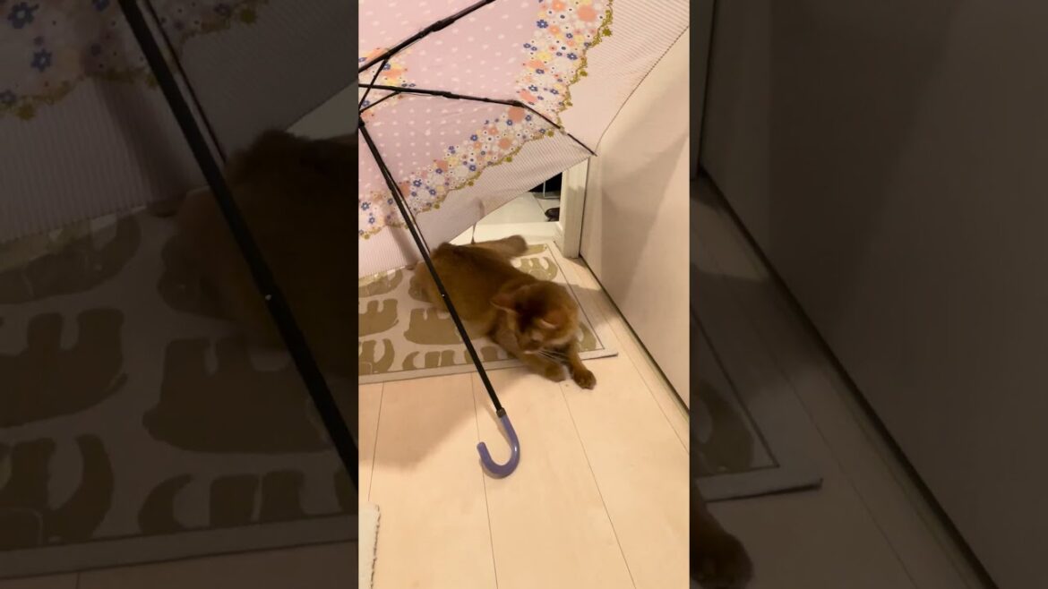 傘はいいにゃー🐈 #cat #ねこ #猫 #ネコ  #ソマリ #chat