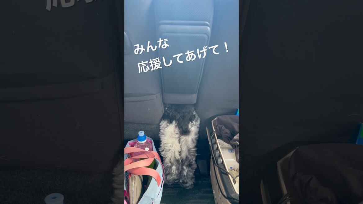 美尻#eコッカー #イングリッシュコッカースパニエル #サーフィン犬 #多頭飼い#インギー #ブリンバンバンボン