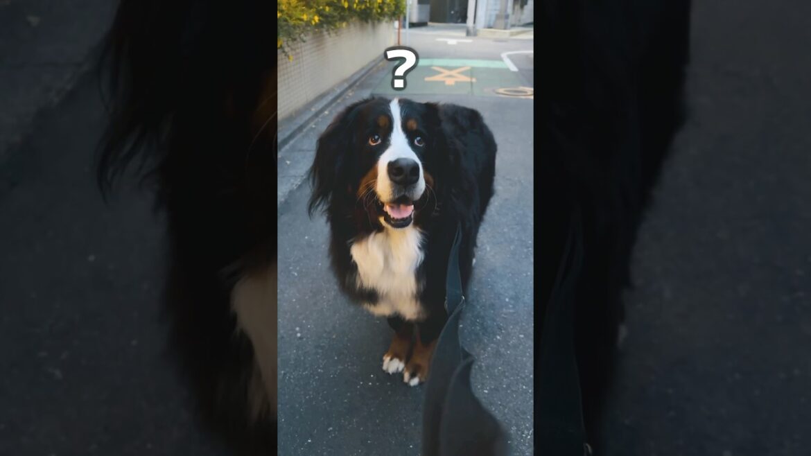 野生のハクビシン現る‼️バーニーズのお散歩中に遭遇🐾