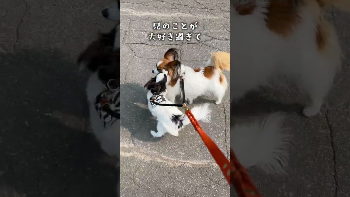 妹の癖強さんぽ　 #パピヨン #papillon #可愛い　#子犬お迎え