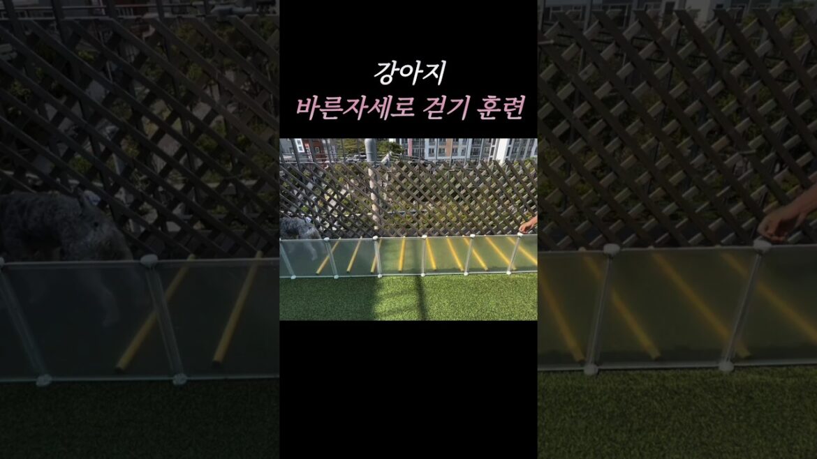 그냥걷는건 쉬워도,바른자세로 걷는건 더 힘들어!#강아지#미니어처슈나우저 #강아지걷기#강아지유치원#Schnauzer#schnauzer