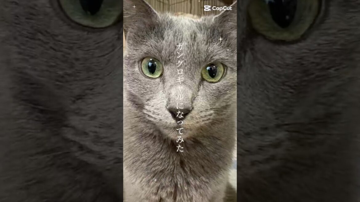 【猫ロシアンブルー】そらちゃん❤️ガングロギャルになってみた❤️ #shorts #russianblue #ロシアンブルー #かわいい猫 #可愛い猫