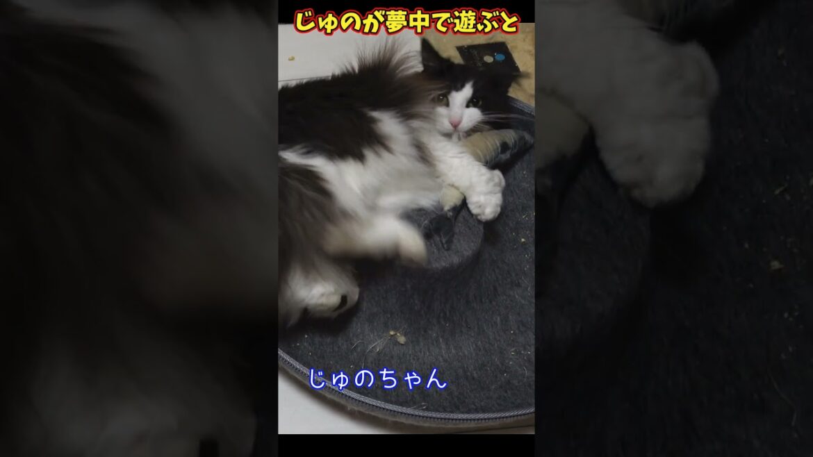 猫ベッド分割してみたら…まさかの展開に！？😳【でか猫の日常】