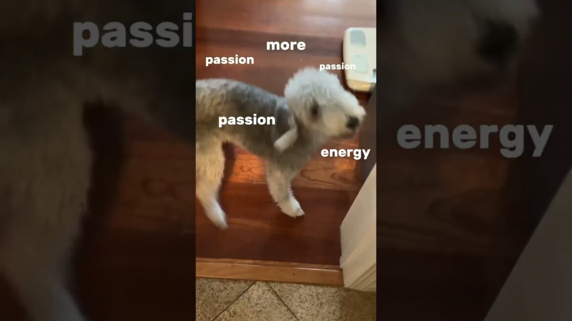 More energy dog #dog #cute #funny #puppy #pets #bedlingtonterrier