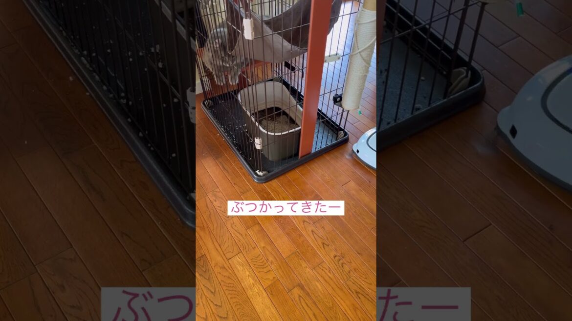 避難避難 #ねこ動画 #アメリカンカール #猫のいる暮らし