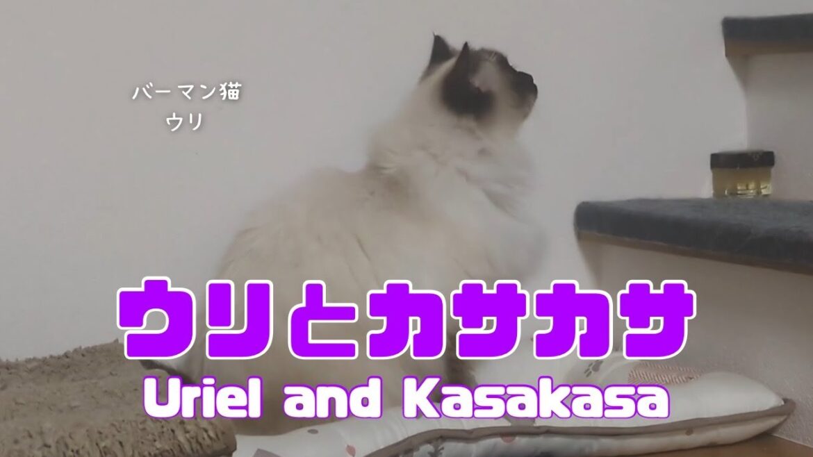 バーマン猫ウリ【ウリとカサカサ】Uriel and Kasakasa（バーマン猫）Birman/Cat