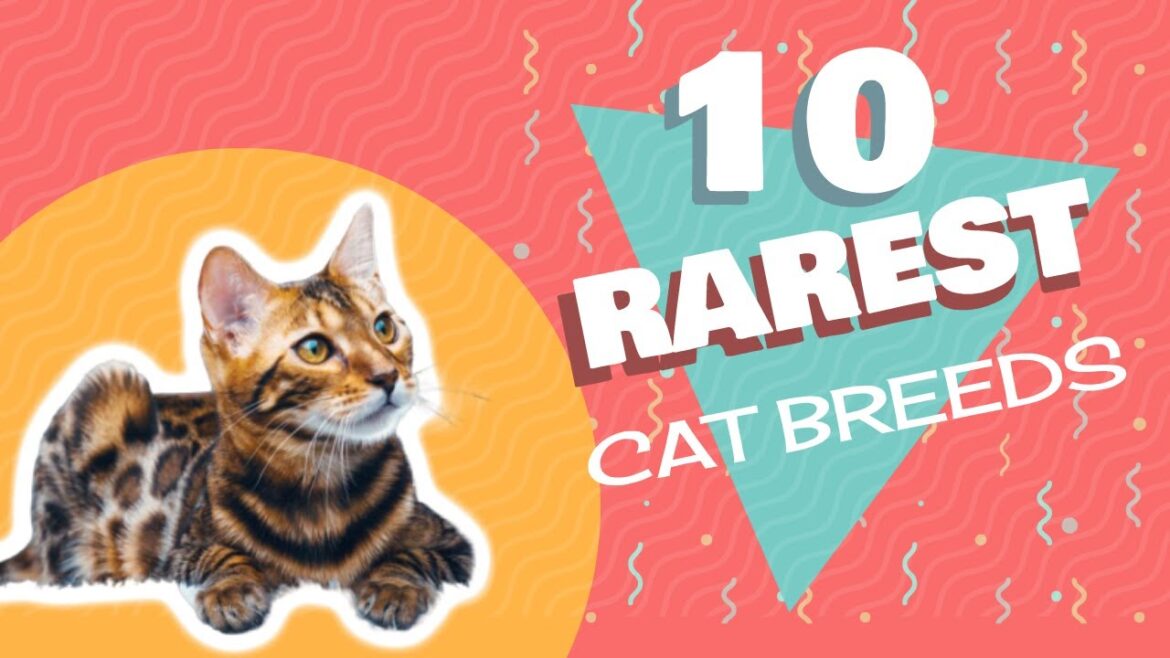 10 Rarest Cat Breeds in the World | In No Particular Order 😻