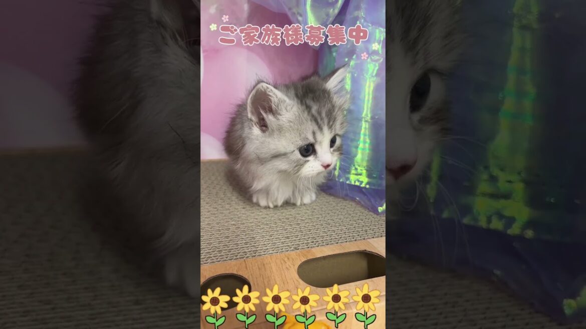 【ご家族様募集中】短足マンチカン男の子♡ #cat #かわいい子猫 #kitten #子猫 #cute #子猫ブリーダー #短足マンチカン #短足ミヌエット