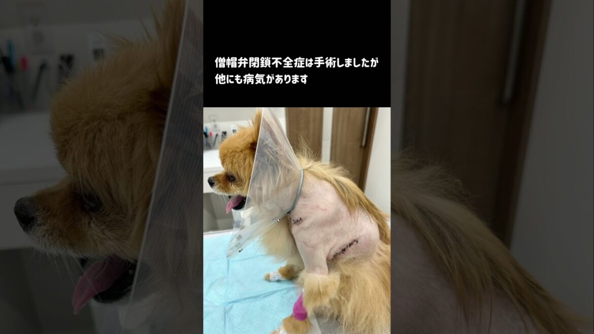 【心臓の手術を乗り越え他の病気と闘う】ポメラニアンとチワワのミックス犬 #Shorts #ポメチワ