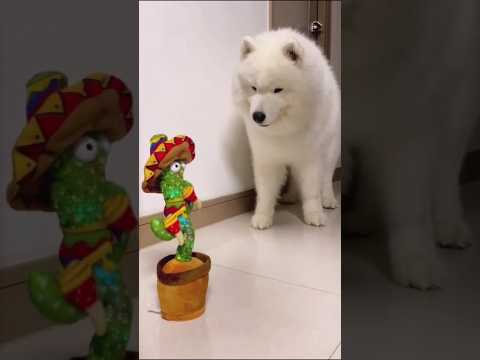 サモエドさん見て癒やされたら寝ろwww #動物 #サモエド #いぬ サモエドさん見て癒やされたら寝ろwww #動物 #サモエド #いぬ